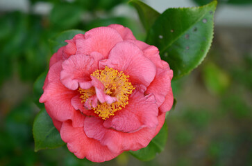 a Japanese camellia Flower, Red, Pink and White Color