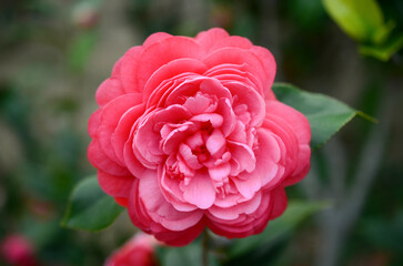 a Japanese camellia Flower, Red, Pink and White Color