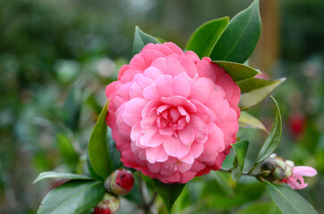 a Japanese camellia Flower, Red, Pink and White Color