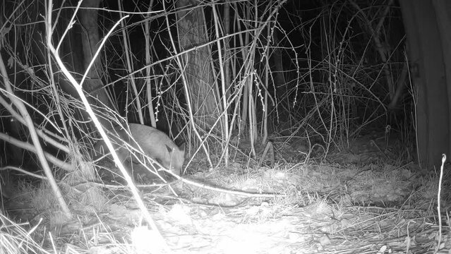 Ein Rotfuchs sucht im dichten Unterholz nach Nahrung 