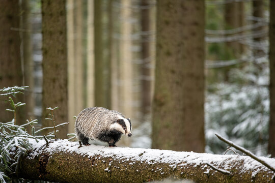 The European badger (Meles meles) climbed a tree in a snow winter landscape in the forest.  Portrait of a wild badger in the nature habitat.