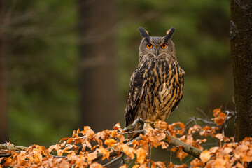 Autumn in nature with an Eurasian eagle-owl (Bubo bubo), sits on a tree branch with orange leaves in an oak forest. Portrait of a owl in the nature habitat.