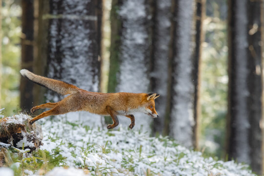 The red fox (Vulpes vulpes) in a frosted spruce forest jump over young saplings.