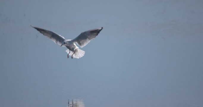 Seagull white bird descends to land on still water slow motion