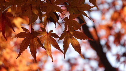 奈良の紅葉