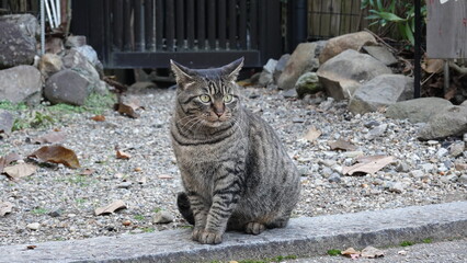 Obraz premium Cute CAT
