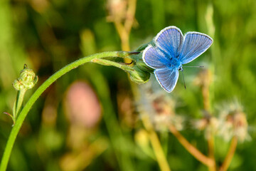 The common blue butterfly or European common blue (Polyommatus icarus) on a flowering meadow in the Iron montains. Photo taken on morning sunrise.