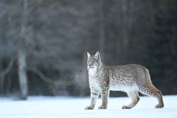 The Eurasian lynx (Lynx lynx) walks in a snow winter birch trees landscape in the morning sunrise.  Portrait of a wild cat in the nature habitat.