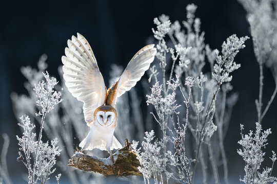 The Barn owl (Tyto alba) sitting on a botton like an angel in a snowy and frosty winter meadow. Portrait of a owl in the nature habitat.
