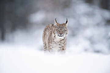 The Eurasian lynx (Lynx lynx) walks in a snow winter landscape in the morning sunrise.  Portrait of a wild cat in the nature habitat.