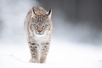 The Eurasian lynx (Lynx lynx) walks in a snow winter landscape in the morning sunrise.  Portrait of...