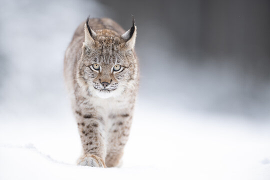 The Eurasian lynx (Lynx lynx) walks in a snow winter landscape in the morning sunrise.  Portrait of a wild cat in the nature habitat.