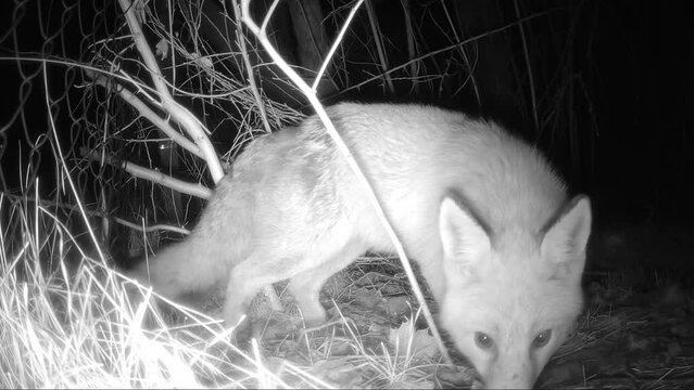Ein Fuchs be&auml;ugt mi&szlig;trauisch die Kamera