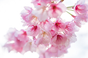 山桜満開！日本の山の風景