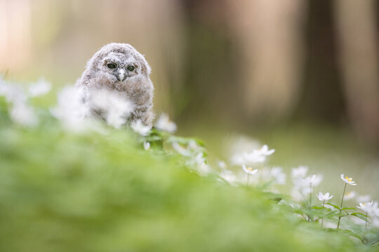Juvenile Tawny owl (Strix aluco) just out from the nest in a beautiful flowering meadow. White bloom on a meadow with owl.