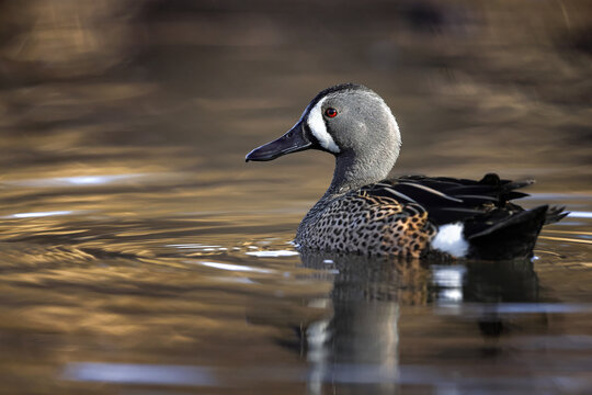 Blue-Winged teal in water on a spring day in sweden