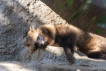 眠る狸