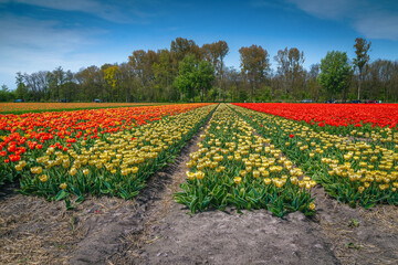 Majestic flowery landscape with various colorful tulip fields in Netherlands