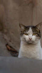 Front view. Vertical photo with copy space for text. White and brown homeless street cat sits on asphalt and looks at camera. Blurred background. City photo. Concept of pet care, domestic animal. Day