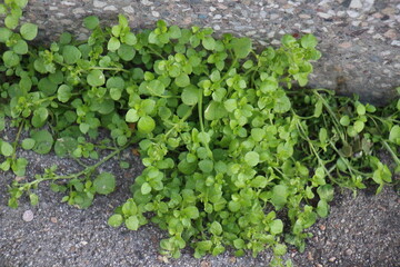 texture nature