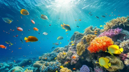 Foto op Plexiglas Underwater world. Coral reef and fishes in Red sea at Egypt © Azad