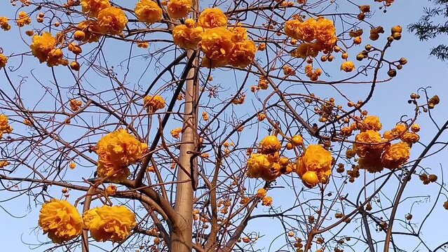 Cochlospermum regium or Yellow cotton, Silk Cotton Tree, Yellow silk, Cotton tree, Butter-Cup (Double), Torchwood flowers are blooming in winter of January. Blue sky background. Chiang Mai Thailand.