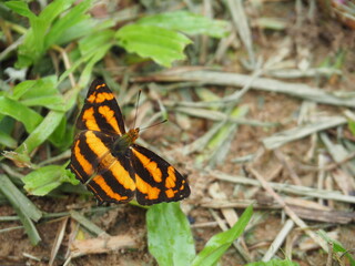 A Yellow or Orange and Black Butterfly or Moth.