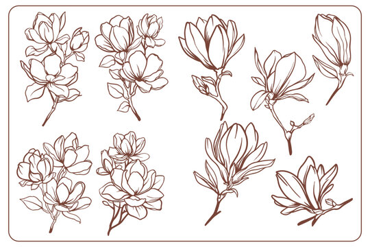 Vector Illustration florals Collection hand drawn