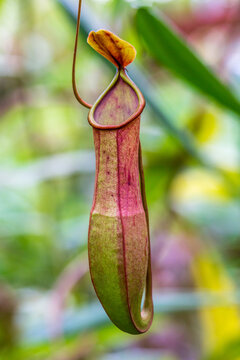  Low's pitcher-plant, Nepenthes lowii, flesh eating plat in a greenhouse