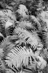 Summer ferns growing in the sunny meadow in black and white.