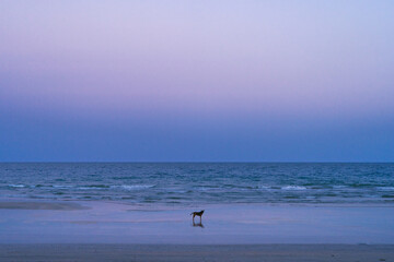 Fototapeta na wymiar lonely dog walking on the beach