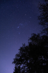 night sky with stars and pine trees