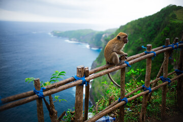 Jeune Macaque d'Asie perché sur une rambarde