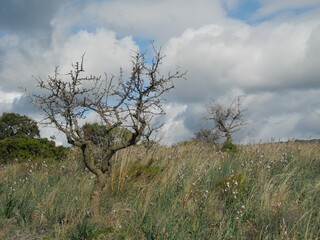 Sardegna