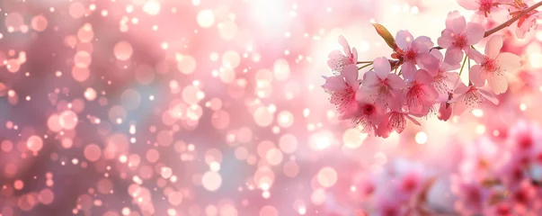Fotobehang Cherry Blossom or Sakura Flower, Pink Background © Jusmin