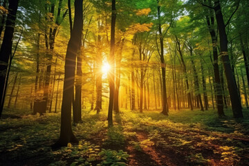 Fototapeta premium Beautiful forest with bright sun shining through the trees. Scenic forest of trees framed by leaves, with the sunrise casting its warm rays through the foliage.