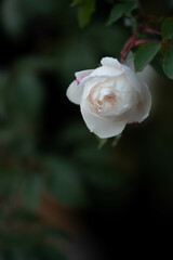 flor de pétalas brancas