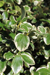 Obraz premium Closeup of New Zealand broadleaf variegata foliage, Derbyshire England 