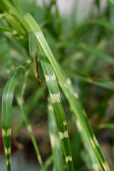 Chinese silver grass Strictus leaves