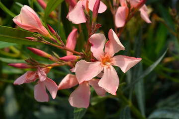 Common oleander flowers
