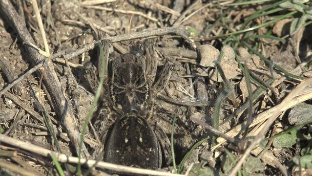 Burrowing wolf spider, large and furry, peeks out of its burrow, waiting for insects to attack. Macro view spider in wildlife