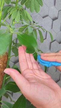 Close up of womens hands , wiping the green leaves of the scheffler flower at home