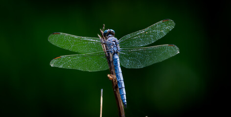 Dragonfly on stick , close to the river.