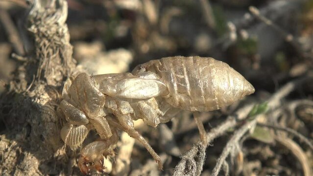 chitinous shell of cricket that has gone through next stage of degeneration, Insect skin during metamorphosis, change of exoskeleton from hard to softer, 
 macro view insect in wildlife