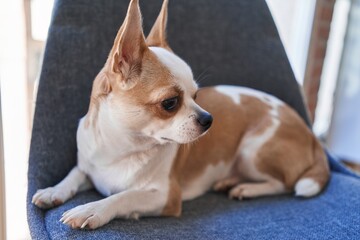 Close-up of a contemplative chihuahua lying on a blue chair indoors, showcasing its alert ears and brown eyes.