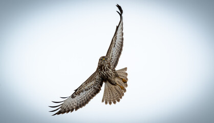 Common buzzard in the sky