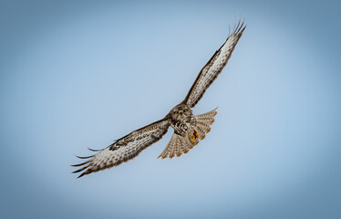 Common Buzzard scanning for prey.