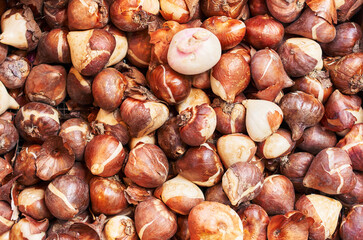 Close-up of a pile of fresh, organic tulip bulbs ready for planting in the garden.
