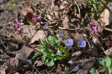 Purple Corydalis ledebouriana and blue Hepatica nobilis