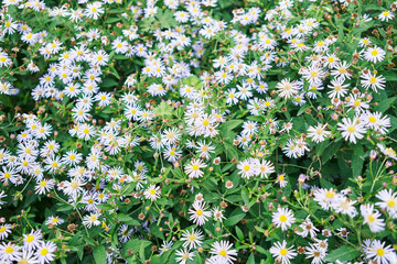 A vibrant close-up of purple-centered white daisies sprawling in a lush garden.